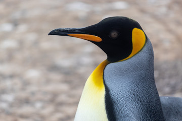 king penguin with zoom on his black and orange face