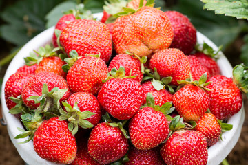 Fresh ripe organic strawberries in a white-blue bucket