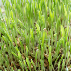 Insect on home-grown grass for cats