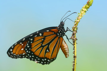Monarch (Danaus plexippus)