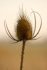 silhouette of a thistle