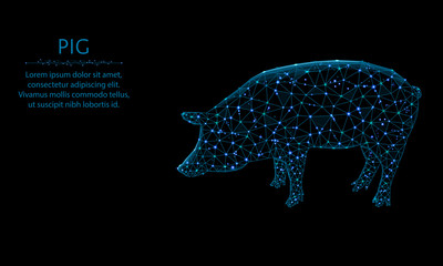 Pig low poly design, animal in polygonal style, symbol of year 2019 vector illustration on black background