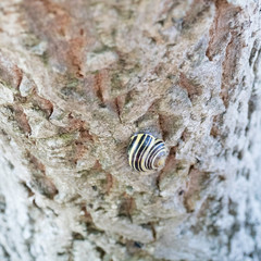 Snail sleeping in a shell on a tree