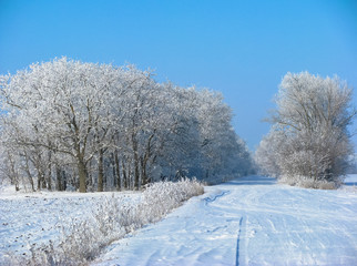 winter rural landscape with trees