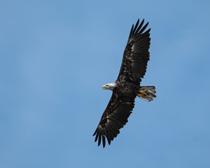 bald eagle in flight