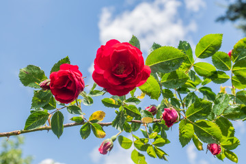 Fototapeta Piękny ogrodowy krzew czerwony róży obraz