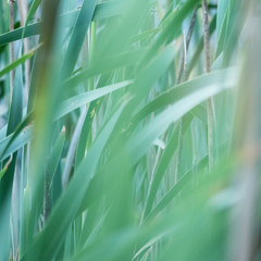 Green leaves of bulrushes