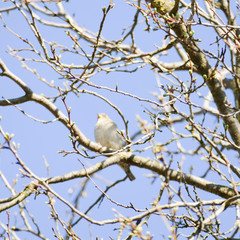 Growing branches with blurred wild bird in the background