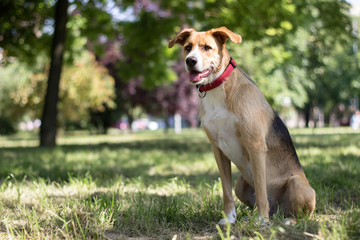 Portrait of cute mixed breed dog