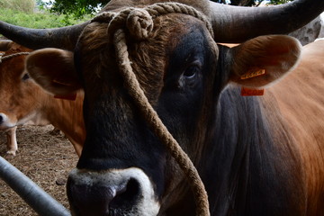 VACA