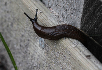 black slug (Arion ater), also known as black arion, European black slug, or large black slug, sitting on a fench in the garden