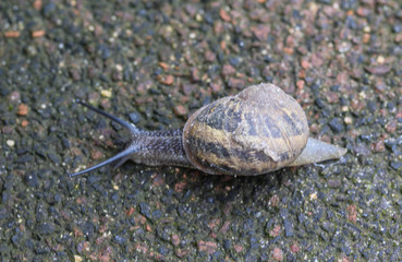 close up of Cornu aspersum, known by the common name garden snail