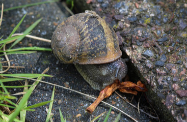close up of Cornu aspersum, known by the common name garden snail