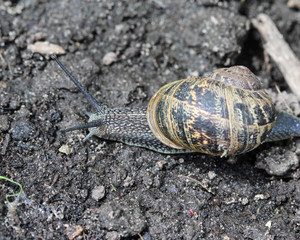 close up of Cornu aspersum, known by the common name garden snail
