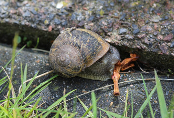 close up of Cornu aspersum, known by the common name garden snail