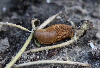 Spanish slug (Arion vulgaris) in the garden