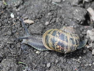 close up of Cornu aspersum, known by the common name garden snail