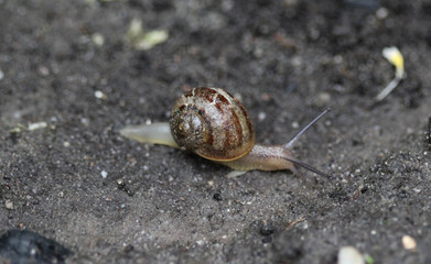 The grove snail or brown lipped snail (Cepaea nemoralis) in garden