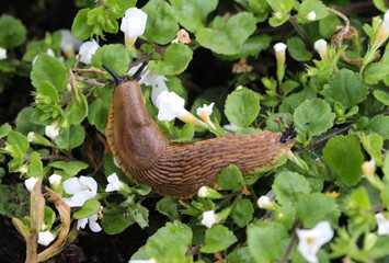 Spanish slug (Arion vulgaris) in the garden