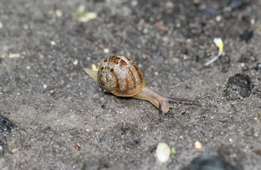 The grove snail or brown lipped snail (Cepaea nemoralis) in garden
