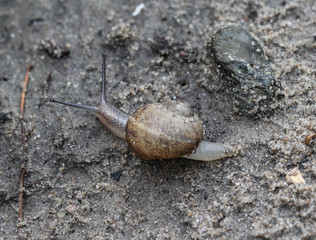 The grove snail or brown lipped snail (Cepaea nemoralis) in garden