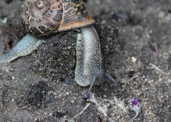 close up of Cornu aspersum, known by the common name garden snail