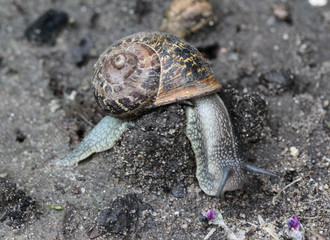 close up of Cornu aspersum, known by the common name garden snail
