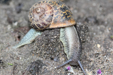 close up of Cornu aspersum, known by the common name garden snail