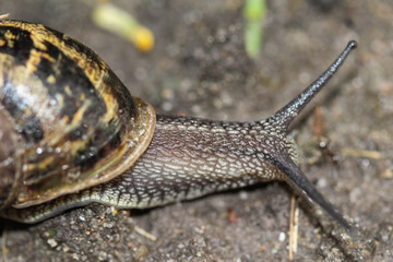 close up of Cornu aspersum, known by the common name garden snail