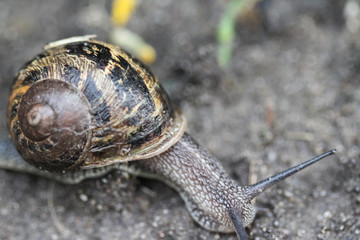 close up of Cornu aspersum, known by the common name garden snail