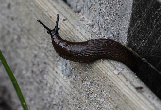 black slug (Arion ater), also known as black arion, European black slug, or large black slug, sitting on a fench in the garden