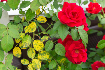 Yellowed, diseased leaves on red roses.Black Spot Fungus.Concept of getting rid of black leaf...