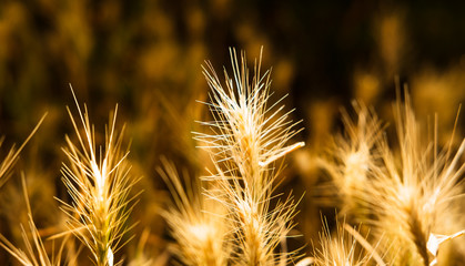 Obraz premium Gräser im sonnigen Gegenlicht / Abendstimmung