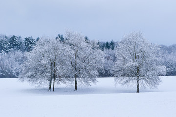Fototapeta na wymiar Winter and nature, Auvergne, France.