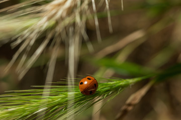 Maikäfer auf Gräsern