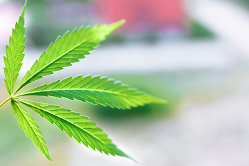 Cannabis leaf macro. Marijuana plat in indoor grow. Hemp leaves, cannabis on a blurred background, beautiful background, indoor cultivation