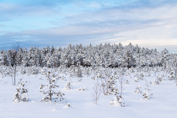 Trees covered with snow on a freezing winter day in Kangari nature trail in Latvia