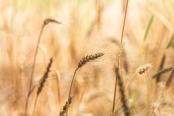 Fototapeta premium field of wheat
