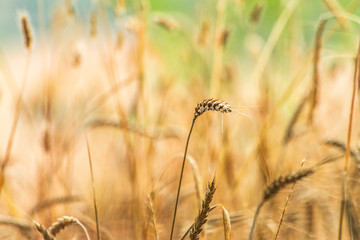 Fototapeta premium field of wheat