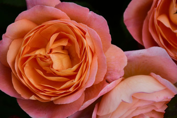 close up of apricot colored rose with the name: Lady Emma Hamilton