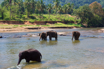 Ceylon Elephants