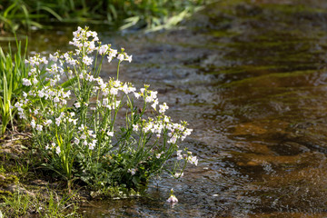 Spring and nature, Auvergne, France.