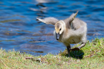A closeup of a young baby Canada Goose trying unsuccessfully to fly. He is on grass, and blue water is in the background. © madscinbca