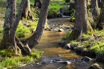 Spring and nature, Auvergne, France.