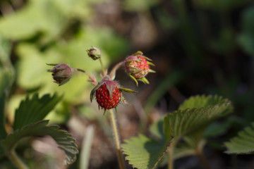 Wild berry srret in the meadow. Summer. healthy lifestyle. Harvesting. Herbs.