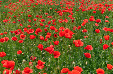 Fototapeta premium field of poppies