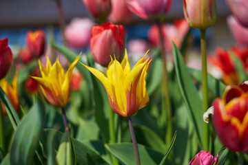 red and yellow tulips in the garden