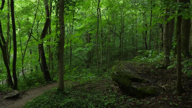 View down forest hiking trail