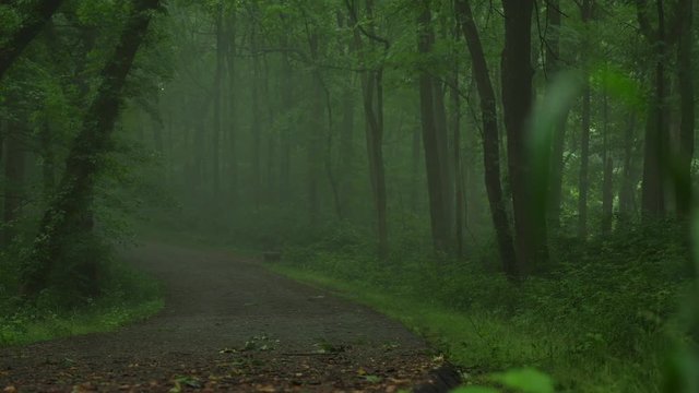 Foggy road in a forest