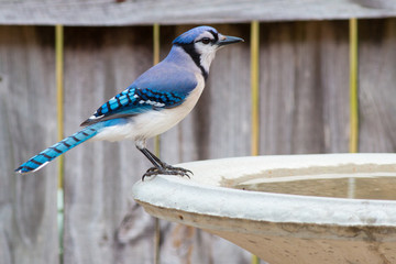 Bluejay bird on a bird bath. - 275853031